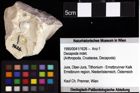 Foto (Objket + Etiketten) von ? Nodoprosopon sp. 